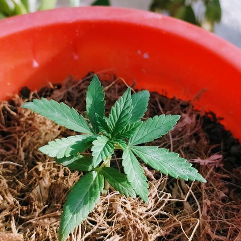 Genética desconocida growlog photo: Las 4 ejemplares fueron transplantadas correctamente. 
Se recuperaron las que estaban enfermas #2 y ahora están hechando para arriba en sus nuevas macetas. 