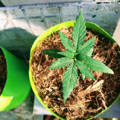 Genética desconocida growlog photo: Las 4 ejemplares fueron transplantadas correctamente. 
Se recuperaron las que estaban enfermas #2 y ahora están hechando para arriba en sus nuevas macetas. 