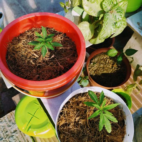 Genética desconocida growlog photo: Las 4 ejemplares fueron transplantadas correctamente. 
Se recuperaron las que estaban enfermas #2 y ahora están hechando para arriba en sus nuevas macetas. 