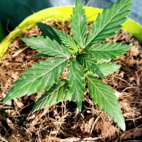 Genética desconocida growlog photo: Las 4 ejemplares fueron transplantadas correctamente. 
Se recuperaron las que estaban enfermas #2 y ahora están hechando para arriba en sus nuevas macetas. 