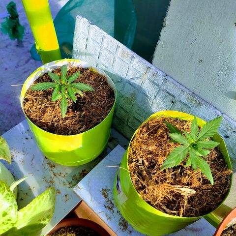 Genética desconocida growlog photo: Las 4 ejemplares fueron transplantadas correctamente. 
Se recuperaron las que estaban enfermas #2 y ahora están hechando para arriba en sus nuevas macetas. 