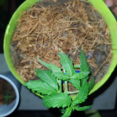 Genética desconocida growlog photo: Se realizó poda FIM, técnica LST y poda apical. A tres ejemplares distintos. 