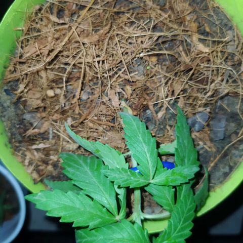 Genética desconocida growlog photo: Se realizó poda FIM, técnica LST y poda apical. A tres ejemplares distintos. 