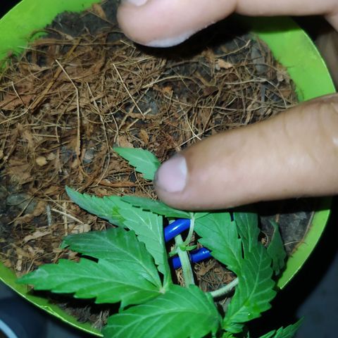 Genética desconocida growlog photo: Se realizó poda FIM, técnica LST y poda apical. A tres ejemplares distintos. 