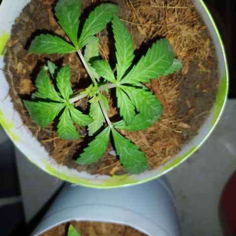 Genética desconocida growlog photo: Se realizó poda FIM, técnica LST y poda apical. A tres ejemplares distintos. 