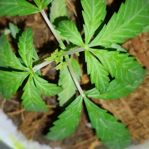 Genética desconocida growlog photo: Se realizó poda FIM, técnica LST y poda apical. A tres ejemplares distintos. 