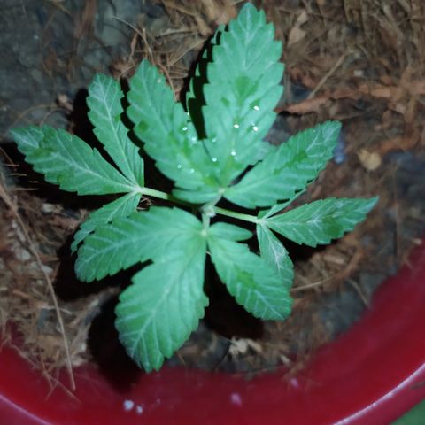 Genética desconocida growlog photo: Poda apical 