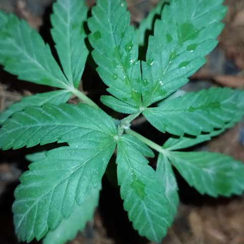 Genética desconocida growlog photo: Poda apical 