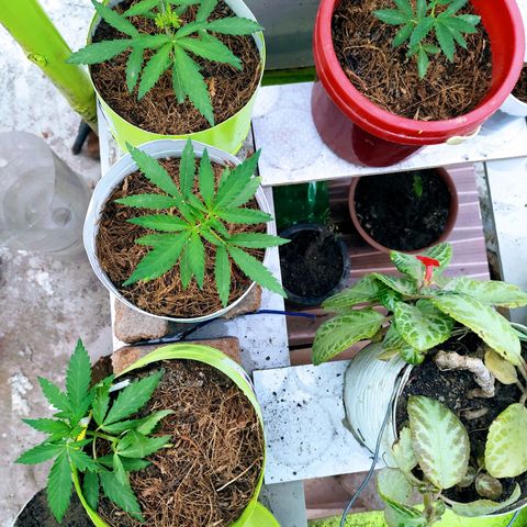 Genética desconocida growlog photo: Seguimiento de la LST, poda apical, poda fim, y poda de bajos. 