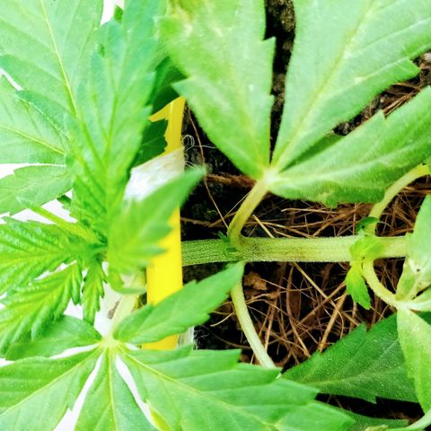 Genética desconocida growlog photo: Técnica LST. 