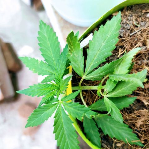 Genética desconocida growlog photo: Técnica LST. 