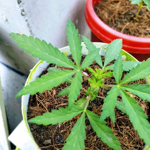 Genética desconocida growlog photo: Poda FIM. Busca incentivar el crecimiento de las hojas de abajo, manteniéndose a la par con la rama principal. 