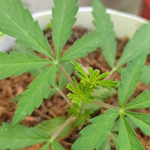 Genética desconocida growlog photo: Poda FIM. Busca incentivar el crecimiento de las hojas de abajo, manteniéndose a la par con la rama principal. 