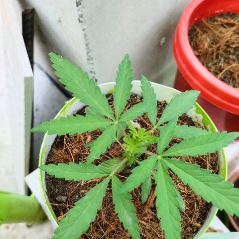 Genética desconocida growlog photo: Poda FIM. Busca incentivar el crecimiento de las hojas de abajo, manteniéndose a la par con la rama principal. 