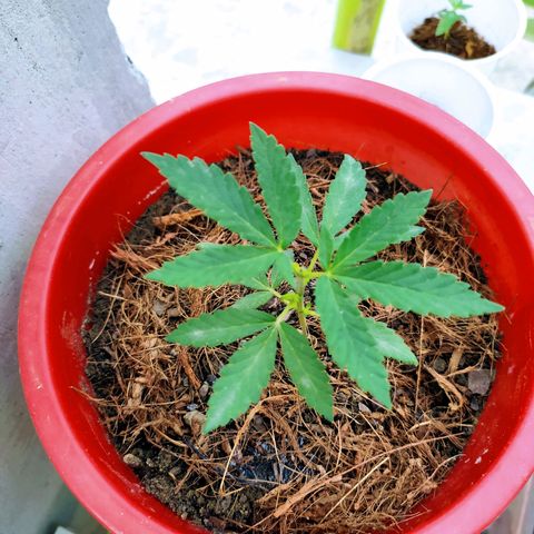 Genética desconocida growlog photo: Poda Apical. Búscanos sacar dos puntas principales. 