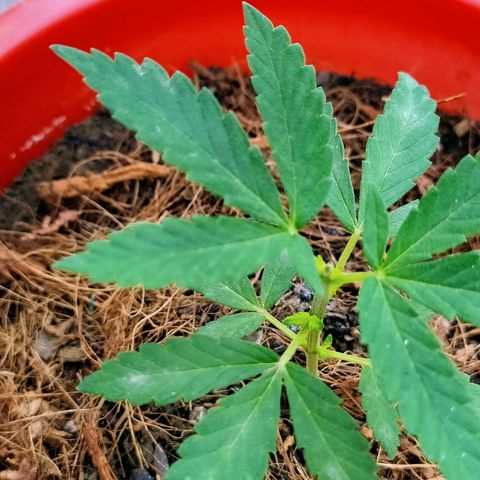 Genética desconocida growlog photo: Poda Apical. Búscanos sacar dos puntas principales. 