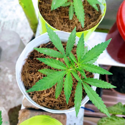 Genética desconocida growlog photo: Poda de bajos.
