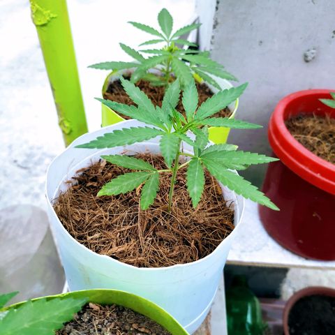 Genética desconocida growlog photo: Poda de bajos.