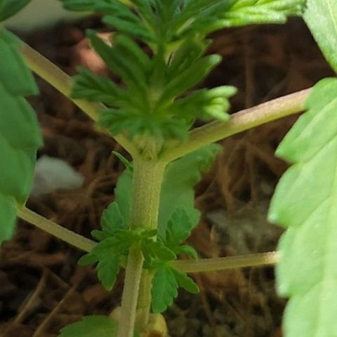 Genética desconocida growlog photo: Poda FIM 