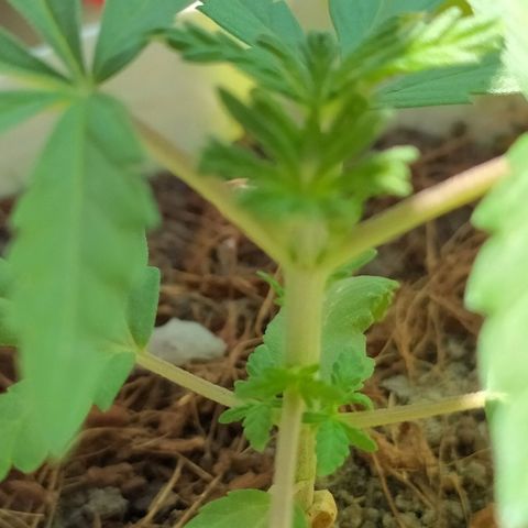Genética desconocida growlog photo: Poda FIM 