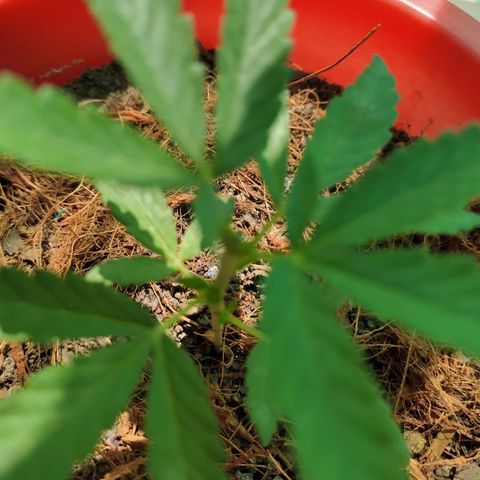 Genética desconocida growlog photo: Poda Apical