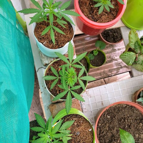 Genética desconocida growlog photo: Seguimiento al cultivo a 35 días de vida. 