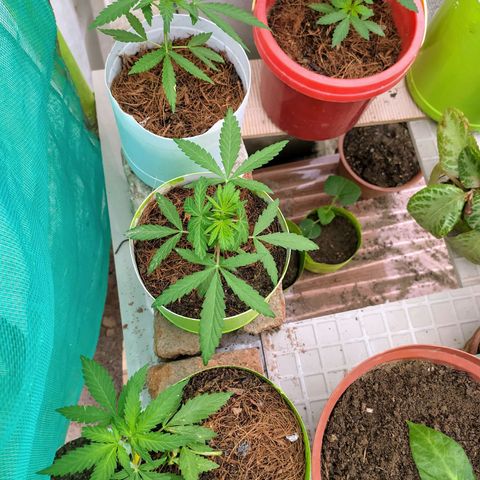 Genética desconocida growlog photo: Seguimiento al cultivo a 35 días de vida. 