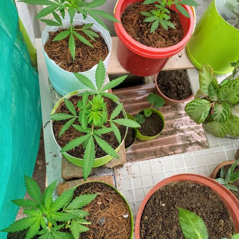 Genética desconocida growlog photo: Seguimiento al cultivo a 35 días de vida. 