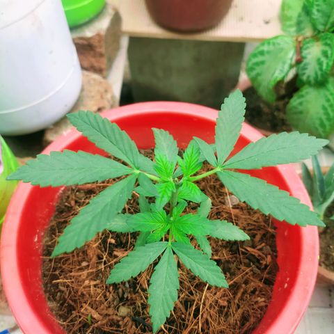 Genética desconocida growlog photo: Poda Apical: las hojas inferiores crecen notablemente. 