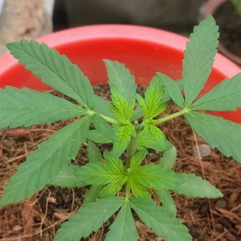 Genética desconocida growlog photo: Poda Apical: las hojas inferiores crecen notablemente. 