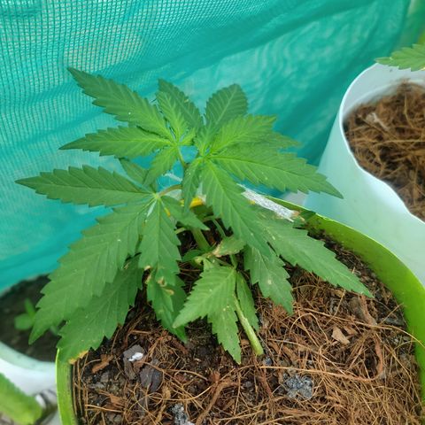 Genética desconocida growlog photo: LST y Apical . Se realizó una poda apical al ejemplar que tenía técnica LST. 