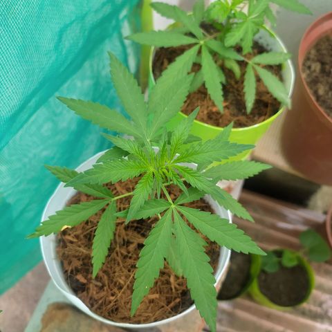 Genética desconocida growlog photo: Ninguna poda, ninguna técnica, el ejemplar tiene buena pinta, pero para controlar su estatura haremos una apical por la noche. 