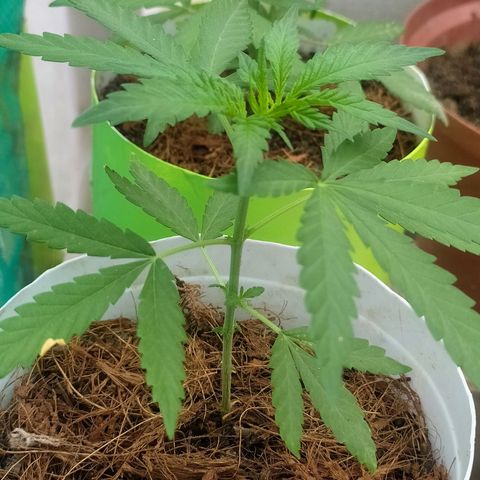Genética desconocida growlog photo: Ninguna poda, ninguna técnica, el ejemplar tiene buena pinta, pero para controlar su estatura haremos una apical por la noche. 