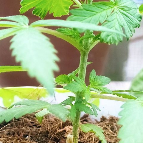 Genética desconocida growlog photo: Poda FIM: Las hojas inferiores crecen notoriamente, tiene el tallo más grueso, la distancia entre nudo y nudo es corta. 