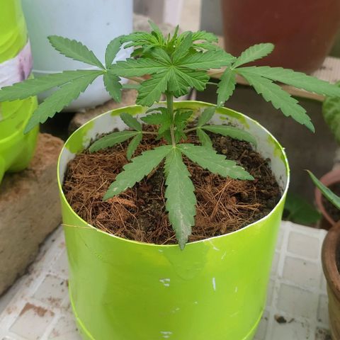 Genética desconocida growlog photo: Poda FIM: Las hojas inferiores crecen notoriamente, tiene el tallo más grueso, la distancia entre nudo y nudo es corta. 