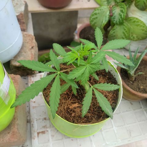 Genética desconocida growlog photo: Poda FIM: Las hojas inferiores crecen notoriamente, tiene el tallo más grueso, la distancia entre nudo y nudo es corta. 