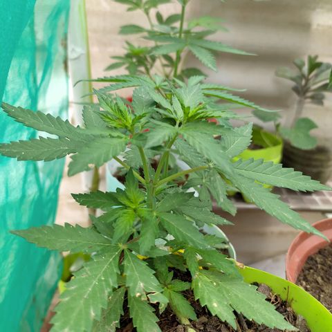 Genética desconocida growlog timeline photo