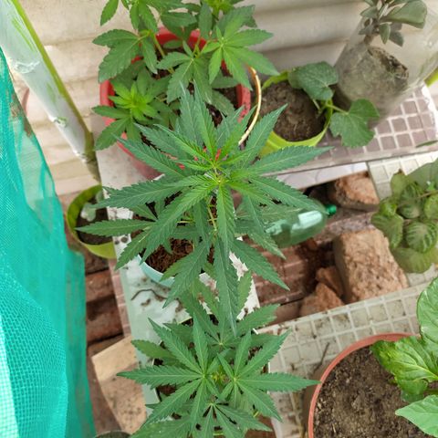 Genética desconocida growlog timeline photo