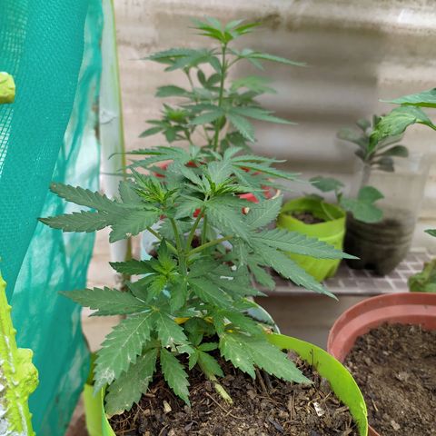 Genética desconocida growlog timeline photo