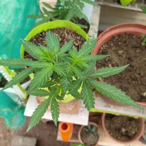 Genética desconocida growlog timeline photo