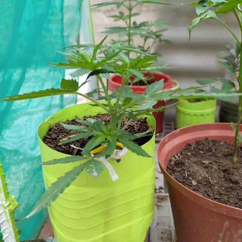 Genética desconocida growlog timeline photo