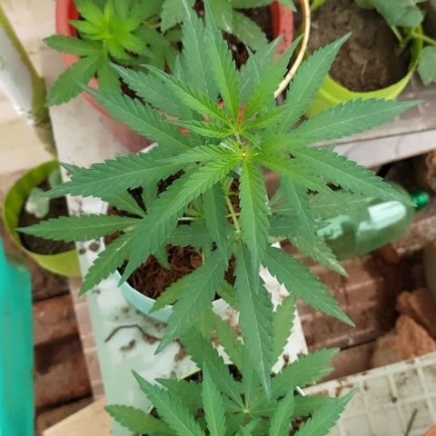 Genética desconocida growlog timeline photo