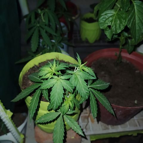 Genética desconocida growlog photo: Lst + apical 
