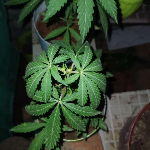 Genética desconocida growlog photo: FIM + Apical 