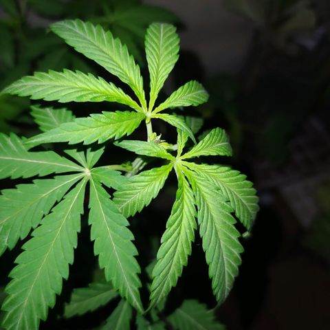 Genética desconocida growlog photo: Solo apical