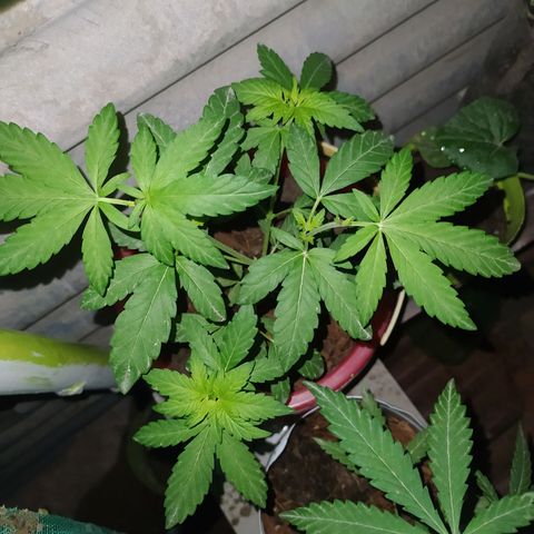 Genética desconocida growlog photo: Apical + doble apical en ramas principales. 
