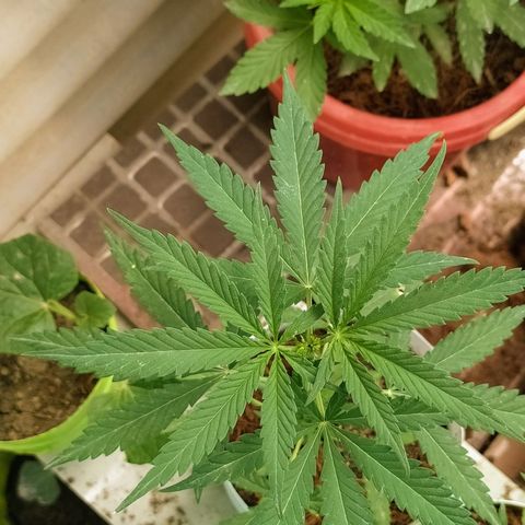 Genética desconocida growlog photo: Solo apical. 
La planta muestra un crecimiento mayor que las demás, cabe resaltar que dicha planta siempre fue más grande. 