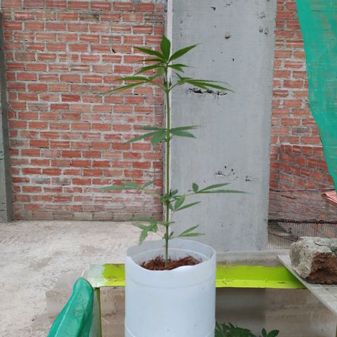 Genética desconocida growlog photo: Apical 9no nudo.
Muestra un crecimiento alto, con brotes pequeños