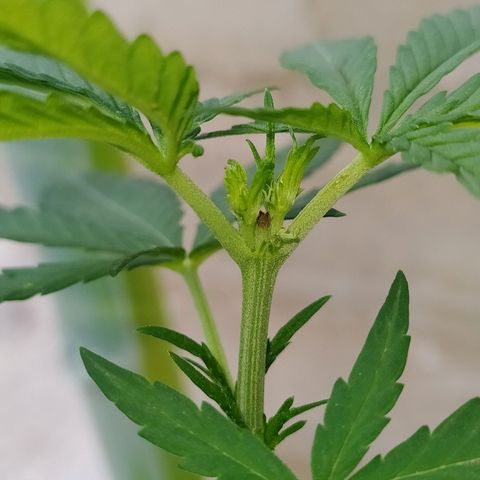Genética desconocida growlog photo: Apical 9no nudo.
Muestra un crecimiento alto, con brotes pequeños