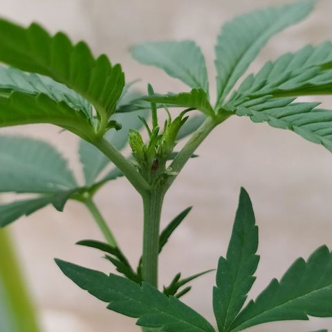 Genética desconocida growlog photo: Apical 9no nudo.
Muestra un crecimiento alto, con brotes pequeños